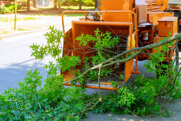 Best Tree Trimming Near Me  in Truth Or Consequences, NM